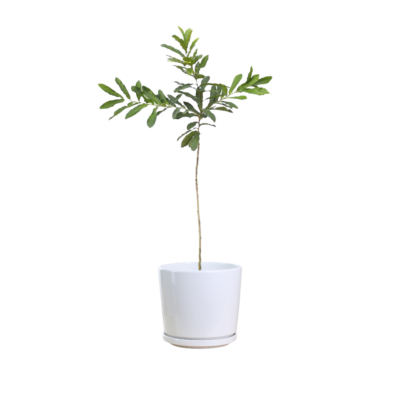 Baby Oak Tree